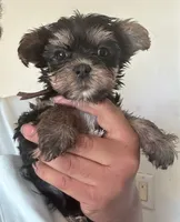 Pink, a female Yorkipoo for sale in Rochester, NY – Photo 1 of 3