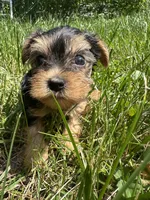 Jenny, a female Yorkshire Terrier for sale in Rochester, NY – 2 of 3