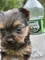 Dory, a female Yorkshire Terrier for sale in Rochester, NY – 4 of 5