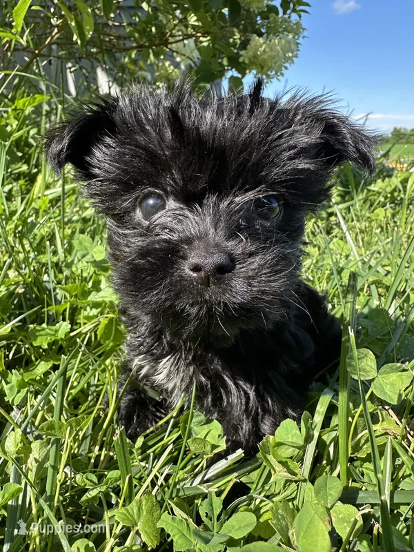 Teacup girl – Yorkipoo puppy for sale in Rochester, NY