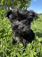 Teacup girl, a female Yorkipoo for sale in Rochester, NY – 1 of 3