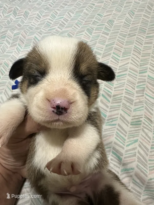 Iceman – Pembroke Welsh Corgi puppy for sale in Rochester, NY