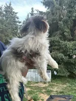 Jacob, a male Yorkshire Terrier for sale in Rochester, NY – 3 of 6
