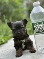 Micro Mike, a male Yorkshire Terrier for sale in Rochester, NY – 4 of 4