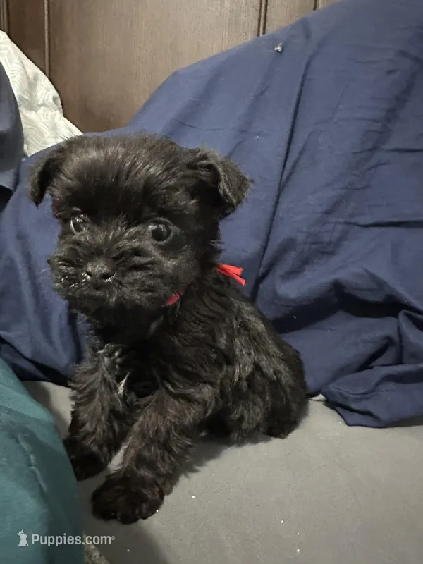 Melody, a female Yorkipoo for sale in Rochester, NY – Photo 1 of 1