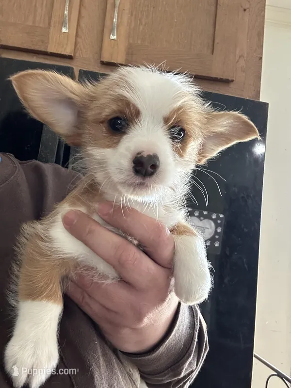 Josh – Pembroke Welsh Corgi, Yorkshire Terrier puppy for sale in Rochester, NY
