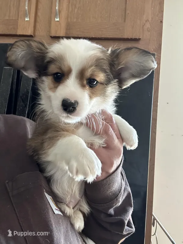 Duncan – Pembroke Welsh Corgi, Yorkshire Terrier puppy for sale in Rochester, NY