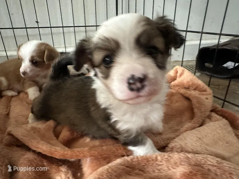 Duncan – Pembroke Welsh Corgi, Yorkshire Terrier puppy for sale in Rochester, NY