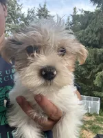 Jacob, a male Yorkshire Terrier for sale in Rochester, NY – 1 of 6