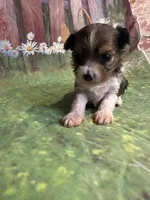 Sansa TINY!!, a female Yorkshire Terrier for sale in Rochester, NY – Photo 3 of 5