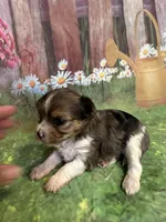 Sansa TINY!!, a female Yorkshire Terrier for sale in Rochester, NY – Photo 5 of 5