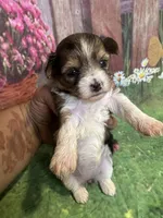 Sansa TINY!!, a female Yorkshire Terrier for sale in Rochester, NY – Photo 4 of 5