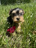 Jenny, a female Yorkshire Terrier for sale in Rochester, NY – 3 of 3