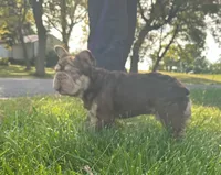 King cuddles, a male French Bulldog for sale in Rochester, NY – Photo 3 of 3