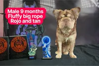 King cuddles, a male French Bulldog for sale in Rochester, NY – Photo 1 of 3