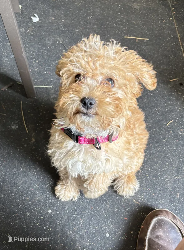 Frank lee – Yorkipoo puppy for sale in Rochester, NY