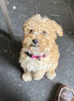 Frank lee, a male Yorkipoo for sale in Rochester, NY – 1 of 4