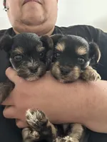 Sausage, a male Yorkshire Terrier for sale in Rochester, NY – Photo 2 of 3