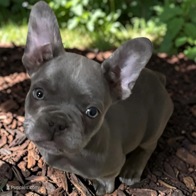 Rover – French Bulldog puppy for sale in Rochester, NY