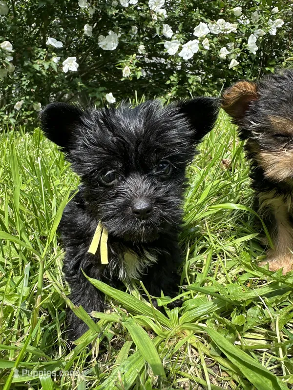 Yellow. Teacup  – Yorkipoo puppy for sale in Rochester, NY
