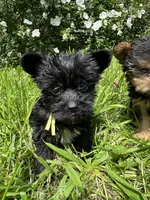 Yellow. Teacup , a male Yorkipoo for sale in Rochester, NY – 1 of 4