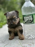 Dory, a female Yorkshire Terrier for sale in Rochester, NY – 3 of 5