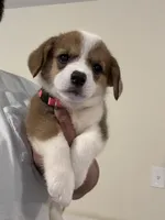Josie, a female Pembroke Welsh Corgi for sale in Rochester, NY – 1 of 3