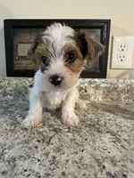 Jacob, a male Yorkshire Terrier for sale in Rochester, NY – 3 of 3