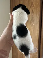 Jake, a male Jack Russell Terrier for sale in Rochester, NY – Photo 2 of 3