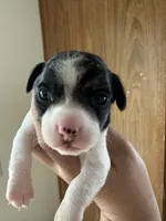 Jake, a male Jack Russell Terrier for sale in Rochester, NY – Photo 3 of 3