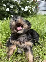 White boy slim, a male Yorkipoo for sale in Rochester, NY – 3 of 3
