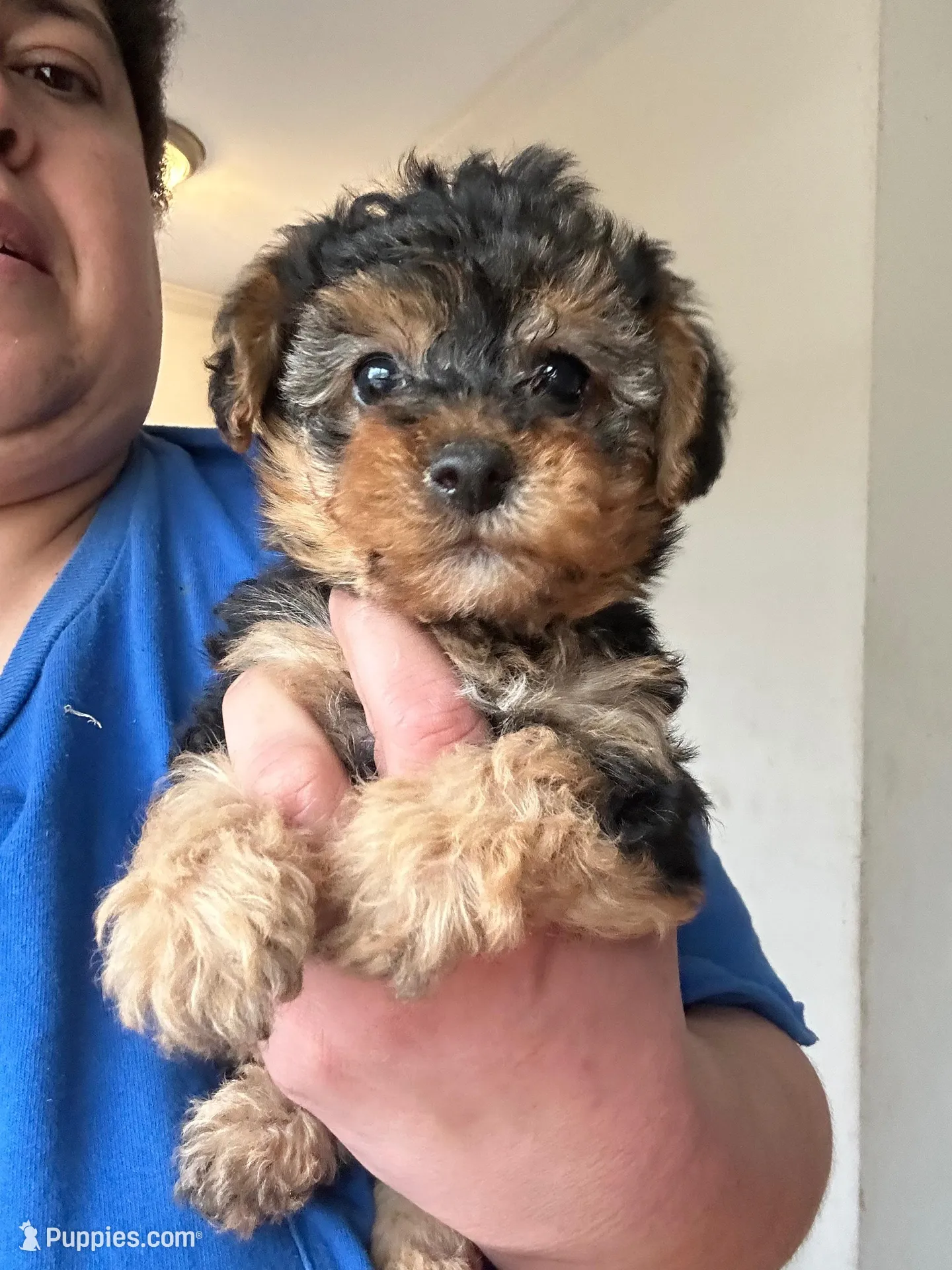 Raphael, a male Yorkipoo for sale in Rochester, NY – Photo 1 of 3