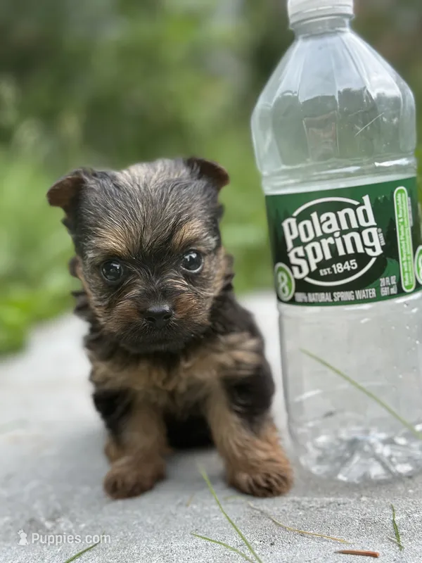 Dory – Yorkshire Terrier puppy for sale in Rochester, NY