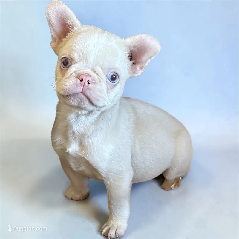 Mini Carmel pink husky – French Bulldog puppy for sale in Rochester, NY