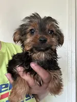 Athena, a female Yorkshire Terrier for sale in Rochester, NY – 2 of 3