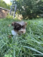 Samson, a male Yorkshire Terrier for sale in Rochester, NY – Photo 2 of 5