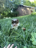 Samson, a male Yorkshire Terrier for sale in Rochester, NY – Photo 3 of 5