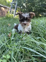 Samson, a male Yorkshire Terrier for sale in Rochester, NY – Photo 1 of 5