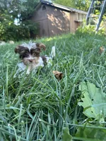 Samson, a male Yorkshire Terrier for sale in Rochester, NY – Photo 4 of 5