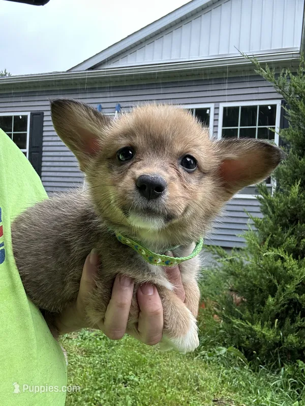 Green – Pembroke Welsh Corgi puppy for sale in Rochester, NY