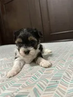 Graham, a male Biewer for sale in Rochester, NY – 3 of 3