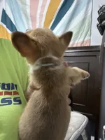 Blue, a male Pembroke Welsh Corgi for sale in Rochester, NY – 2 of 2