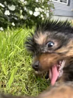 White boy slim, a male Yorkipoo for sale in Rochester, NY – 2 of 3