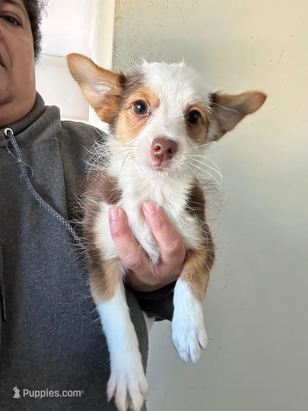 Harry – Pembroke Welsh Corgi, Yorkshire Terrier puppy for sale in Rochester, NY