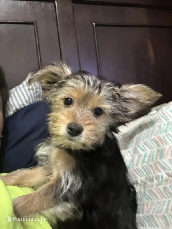 Rj – Yorkshire Terrier puppy for sale in Rochester, NY