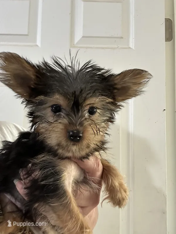 Blue – Yorkipoo puppy for sale in Rochester, NY