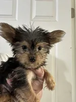 Blue, a male Yorkipoo for sale in Rochester, NY – 1 of 1