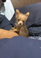 Jesus the TINY, a male Pembroke Welsh Corgi and Yorkshire Terrier for sale in Rochester, NY – 1 of 6