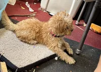 Frank lee, a male Yorkipoo for sale in Rochester, NY – 2 of 4