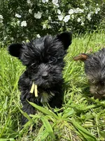 Yellow. Teacup , a male Yorkipoo for sale in Rochester, NY – 3 of 4